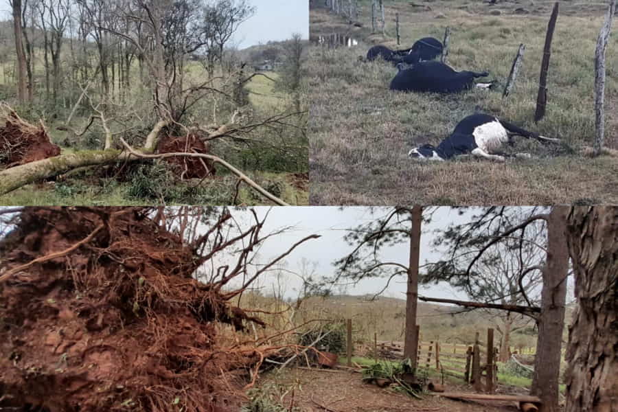 Vuelo de la Esfinge - Consecuencias clima extremo