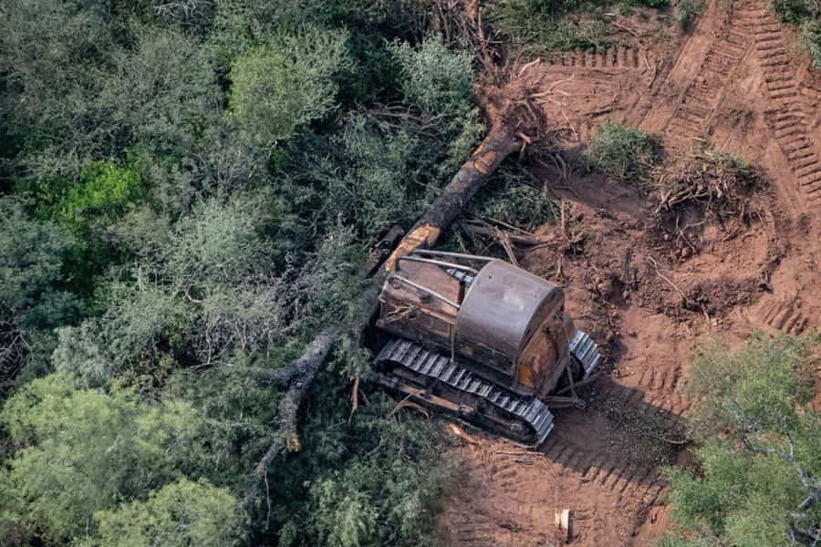 Destrucción del Bosque Nativo Vuelo de la Esfinge - destrucción bosques nativos con topadoras