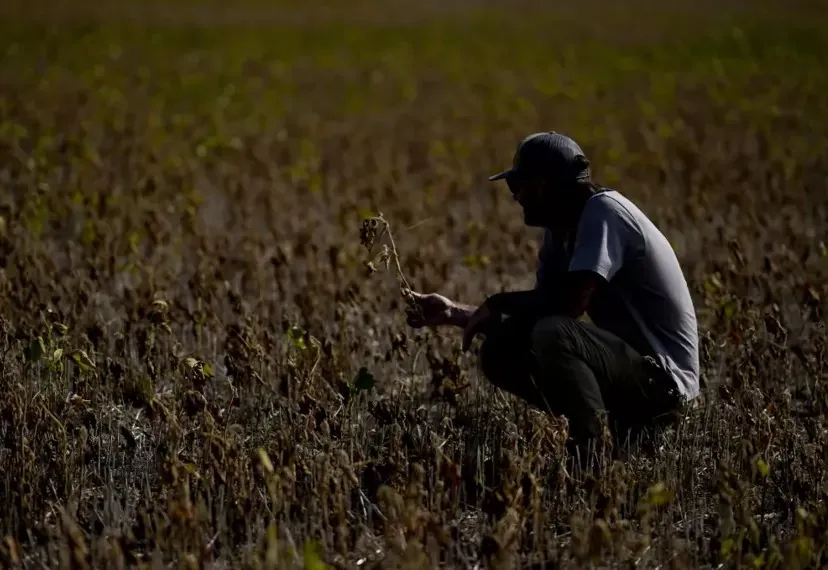 vuelo de la esfinge - hombre mirando su campo seco